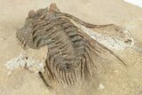 Spiny Leonaspis Trilobite - Foum Zguid, Morocco #204491-4
